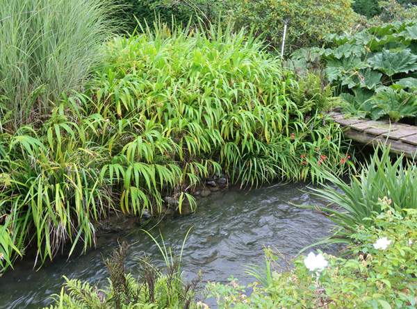  And grasses and Gunnera. 