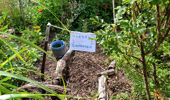  Suspect the rose will need to be shifted - will do that late autumn. 