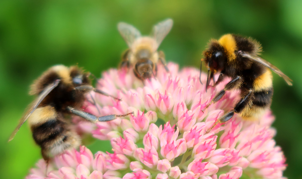  Share the sedum, share the world... 