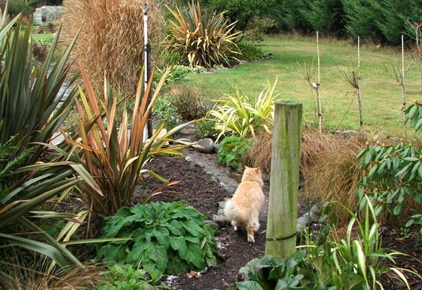 Cat In Garden. Tree Garden. Cat on a Path