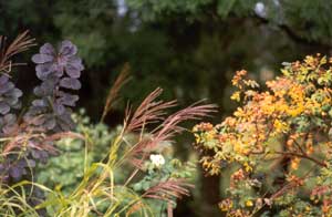  The roses to the right are tall Rugosas. 