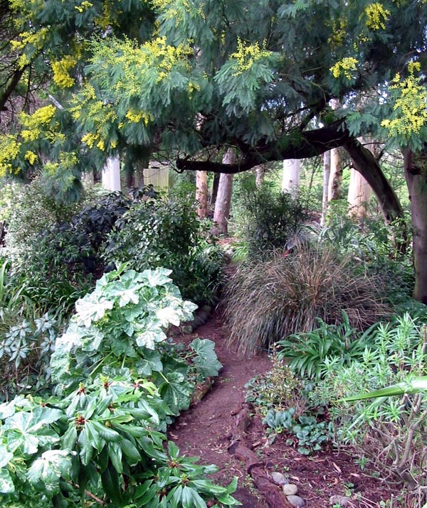  The Wattle trees flower in July (that's our winter). 