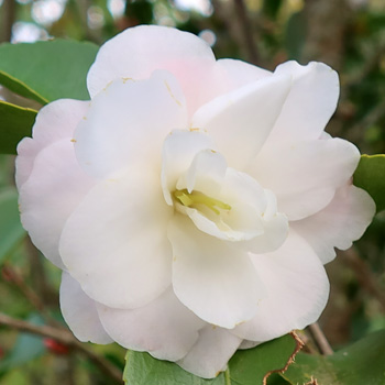  Small flowers on a tall slim shrub. 