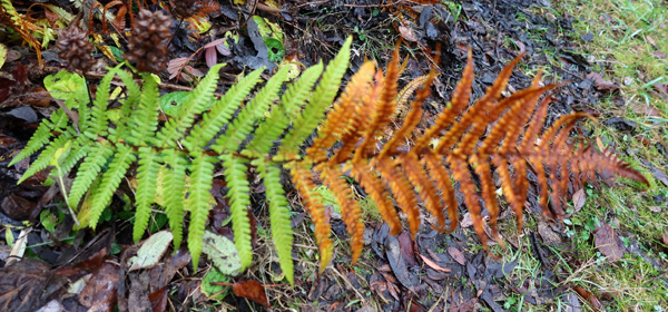  Fern in winter. 