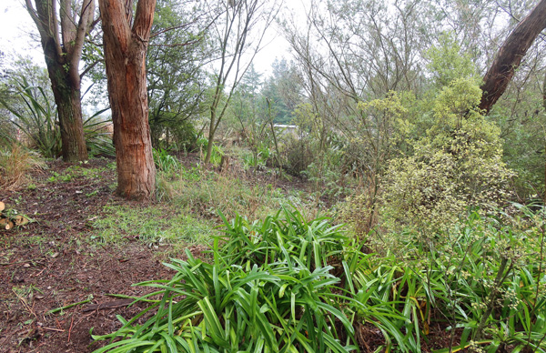  Lots of space to plant more Agapanthus. 