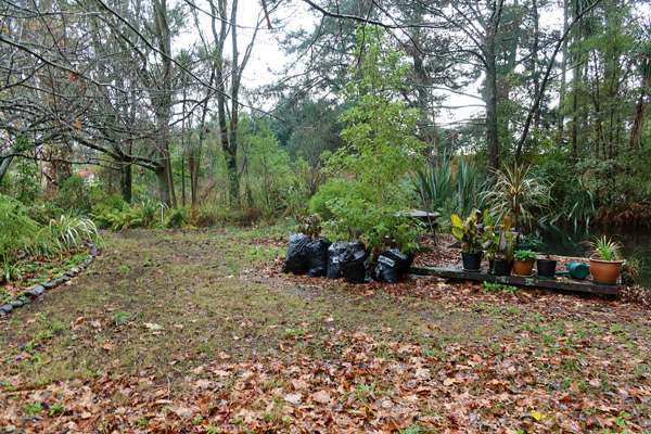  Leaf Bagging Has Started 