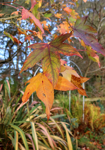  The Liquidambar tree by the house. 