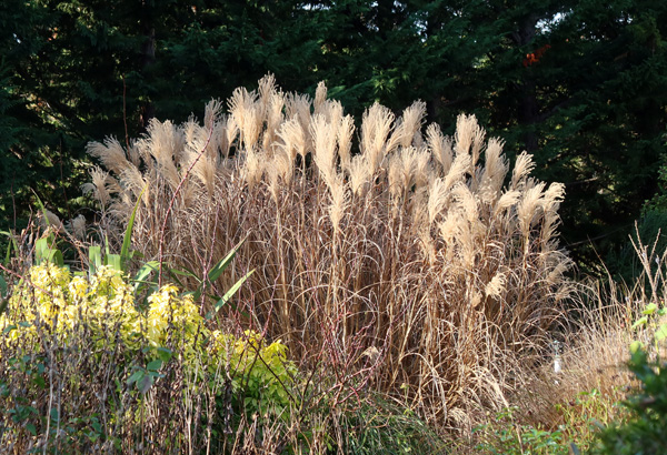  Too pretty to trim down just yet. 