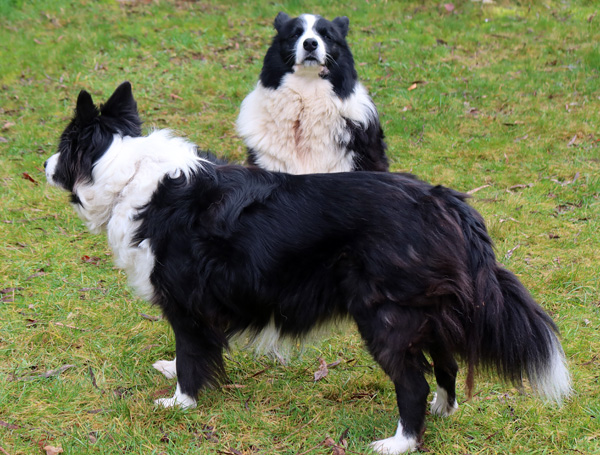  Looking rather fat and fluffy... 