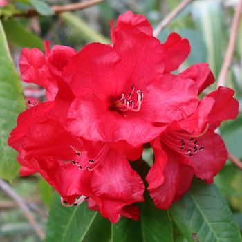  In the Driveway Garden. 