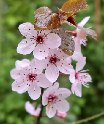  Prunus nigra in the Wattle Woods. 