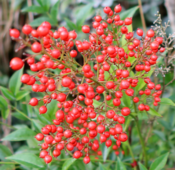  Red berries. 