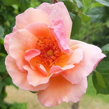  A beauttiful climbing rose. 