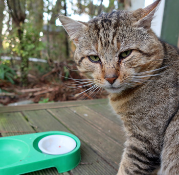  My stray feral cat. 