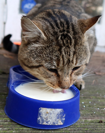  Photograph taken before his ear was damaged. 