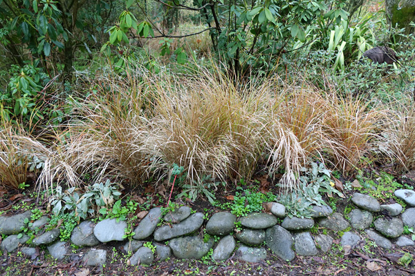  Ornamental Anemanthele grasses. 