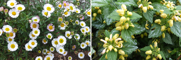  Erigeron and Lamium 