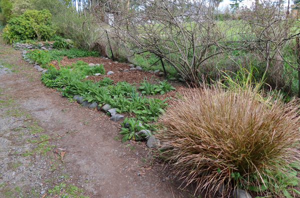  Weeded nd mulched - the photograph only shows half of it. 