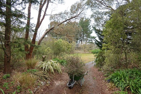  Just that one leaning gum tree left to chop down. 