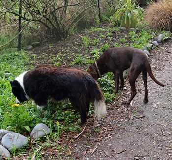  Smelling the Allotment Garden. 