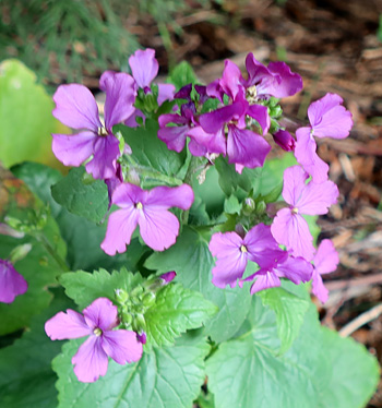  Wonderful to have colour in mid-winter. 