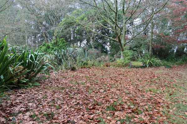  The oak leaves need raking up. 