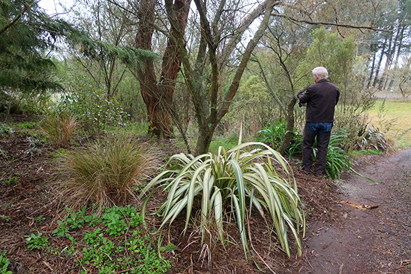  More light for the existing Pittosporums. 