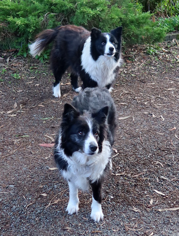  Winnie is the fat one, Pebbles is closer to the camera. 