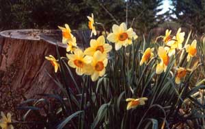 daffodil websites, links and resources