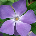 The Periwinkle Path...