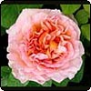 Abraham Darby Rose