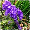  Aconitum 