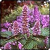  Agastache 