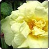  Yellow Agnes Rugosa Rosa 