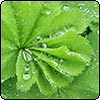 Alchemilla Mollis