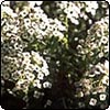 Alyssum