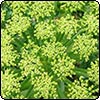 Angelica