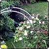 Pond Garden Arch