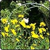 Rudbeckia