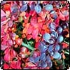 Purple-Leaf Berberis