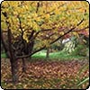 Cherry Trees in Autumn