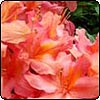 Back to the Ilam Azalea Gardens