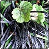Black Mondo Grass