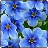 Chatham Island Forget-Me-Nots