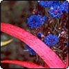  Blue Cornflower 