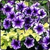 Blue Petunias