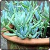 Blue Succulent