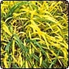  Bowles Golden Grass 