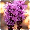 Pink Punk Plant