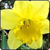 Bright Yellow Daffodil